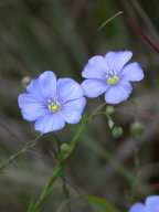 Linum usitatissimum