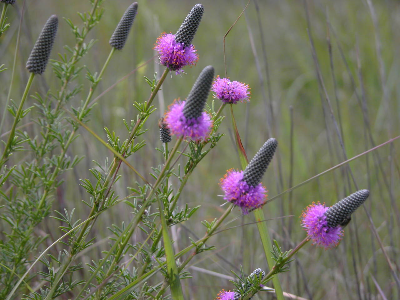 Purple Prarie Clover