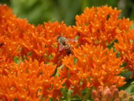 Asclepias tuberosa