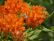 Asclepias tuberosa