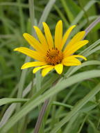 Helianthus hirsutus