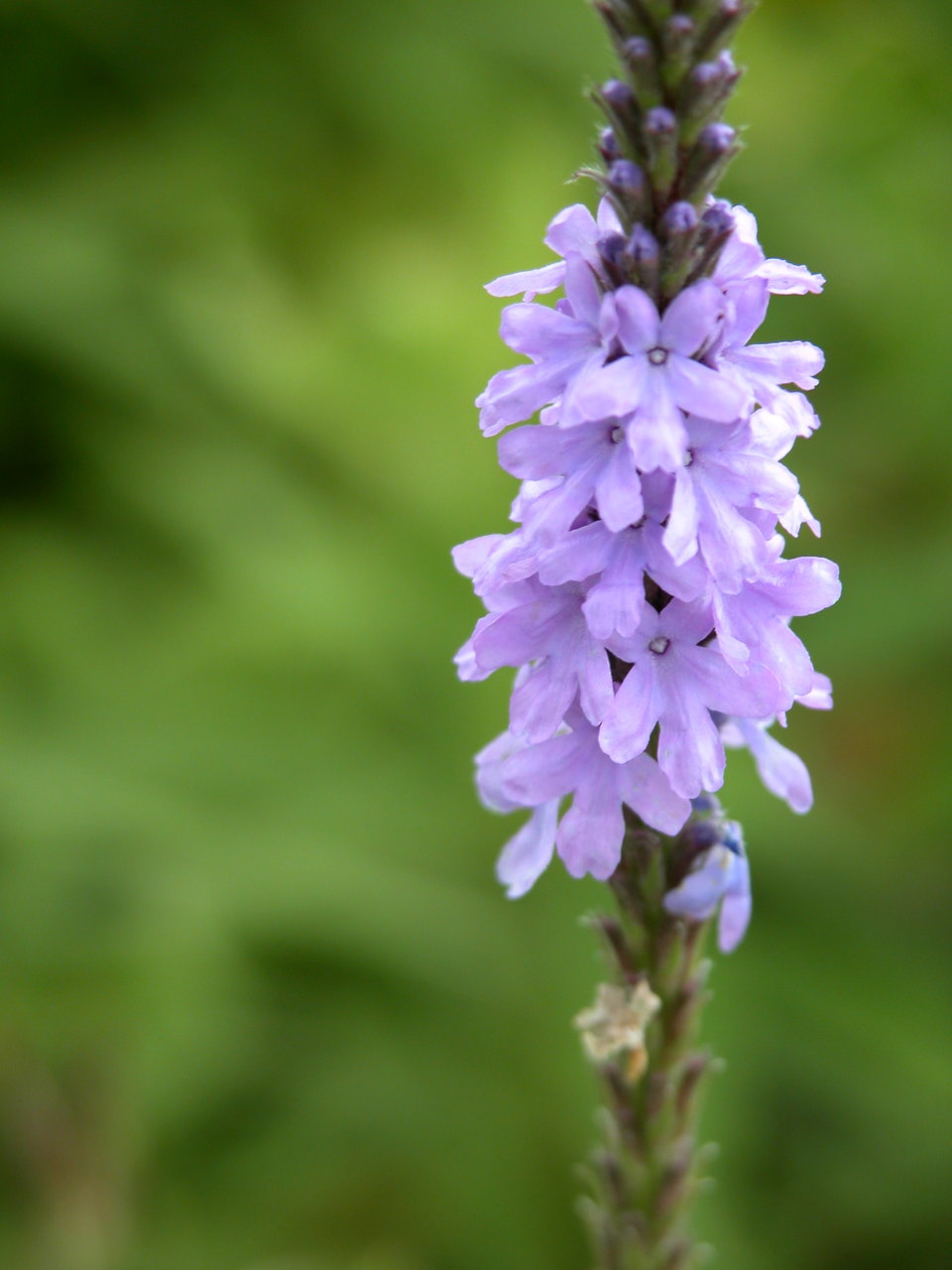 Narrow-Leaved Vervain