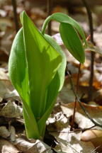 Cypripedium acaule