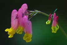 Pink Corydalis