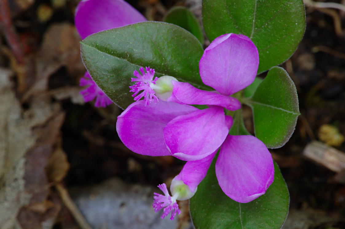 Fringed Polygala