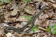 Eastern Ribbon Snake