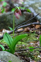 Cypripedium acaule