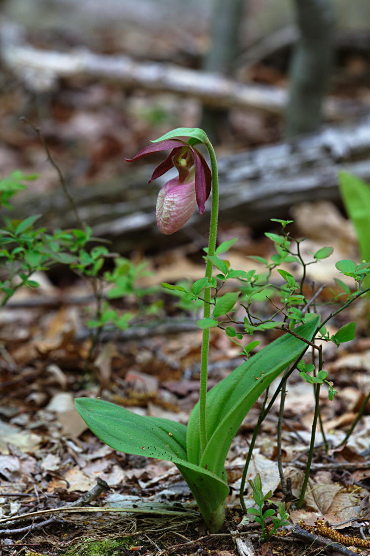 Pink Lady's Slipper