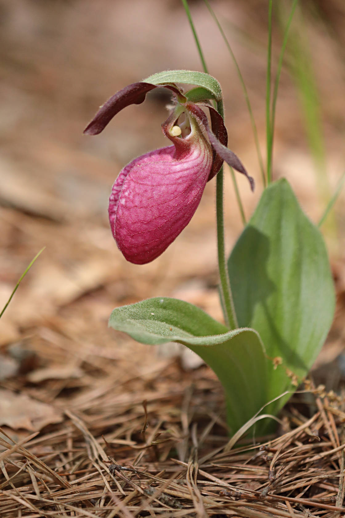 Pink Lady's Slipper