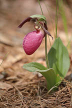 Pink Lady's Slipper