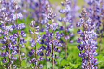 Sundial Lupine