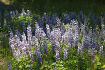 Lupinus perennis