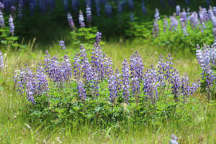 Sundial Lupine