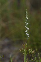 Spiranthes tuberosa