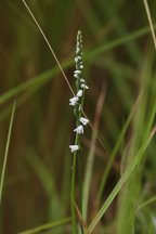 Spiranthes tuberosa