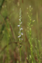 Spiranthes eamesii