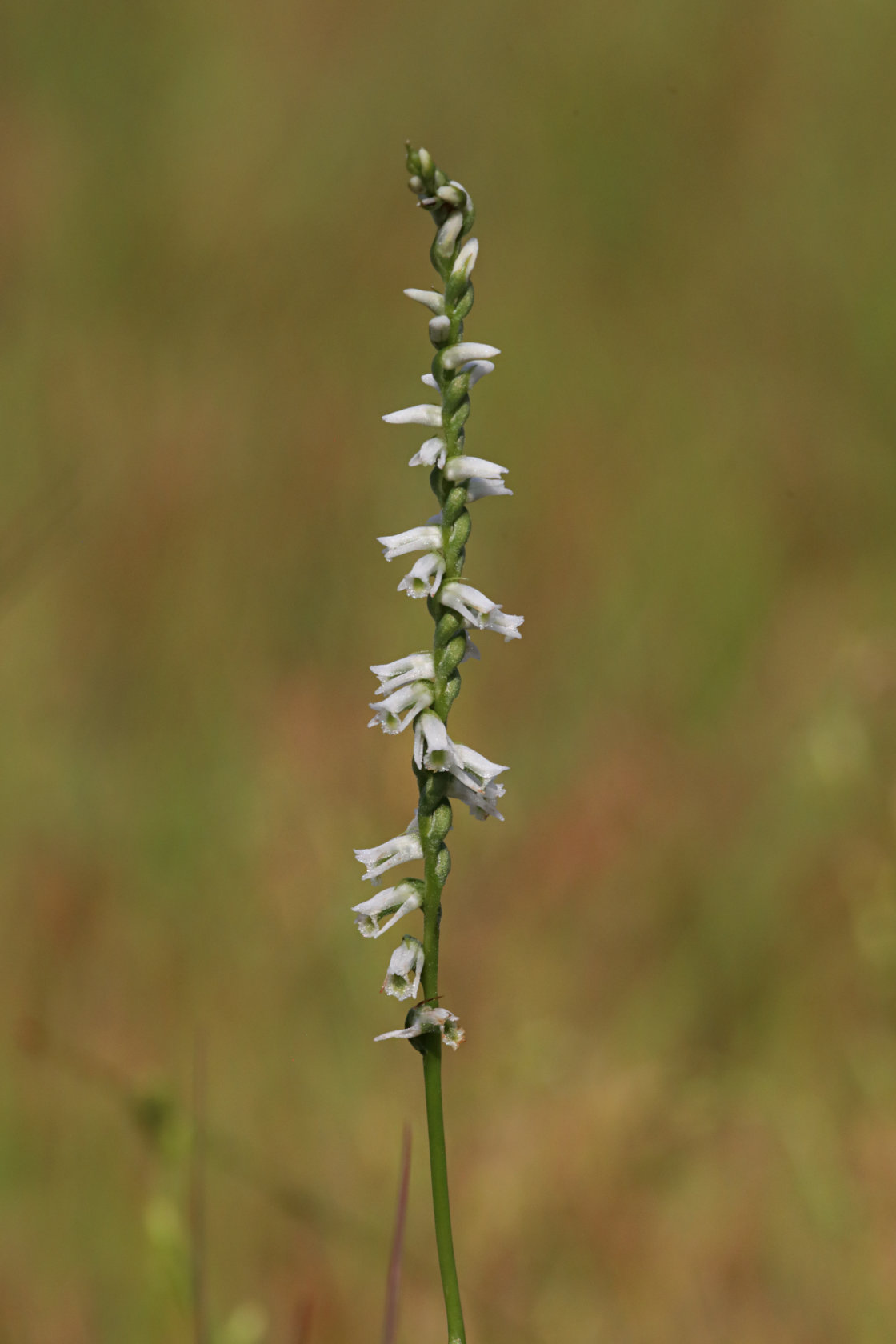 Southern Slender Lady's Tresses