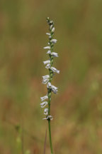 Spiranthes lacera var. gracilis