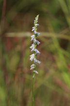 Spiranthes lacera var. gracilis