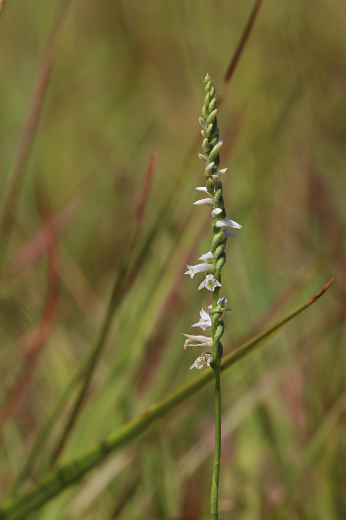 Eames' Hybrid Ladies' Tresses