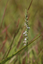 Spiranthes eamesii