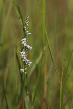 Spiranthes eamesii