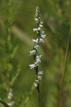 Spiranthes eamesii