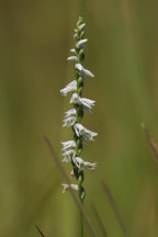 Spiranthes eamesii