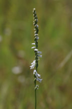 Spiranthes lacera var. gracilis