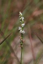 Spiranthes eamesii