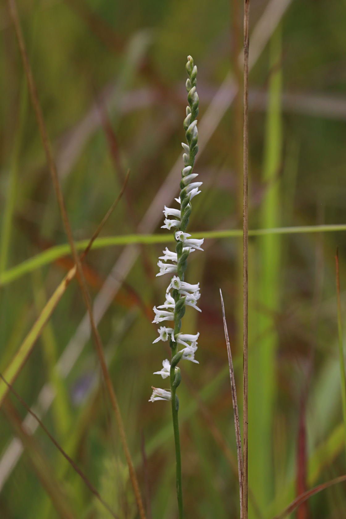 Southern Slender Lady's Tresses