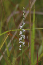 Spiranthes lacera var. gracilis