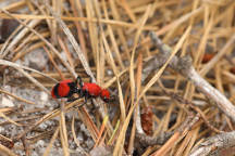 Red Velvet Ant