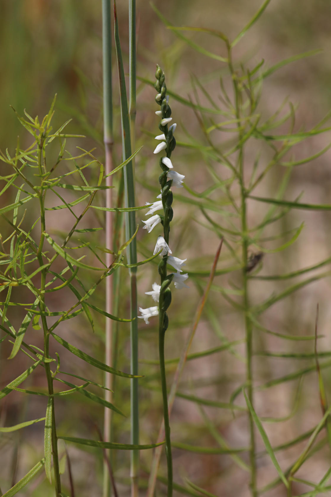 Little Ladies' Tresses