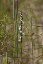 Spiranthes tuberosa