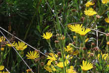 Shaggy Golden Aster