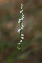 Spiranthes tuberosa