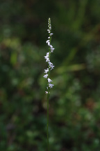 Little Ladies' Tresses