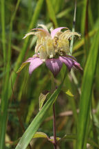 Monarda punctata