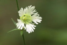 Silene stellata