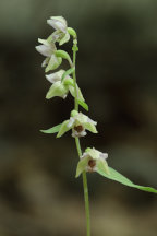 Broad-Leaved Helleborine