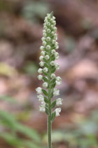 Goodyera pubescens