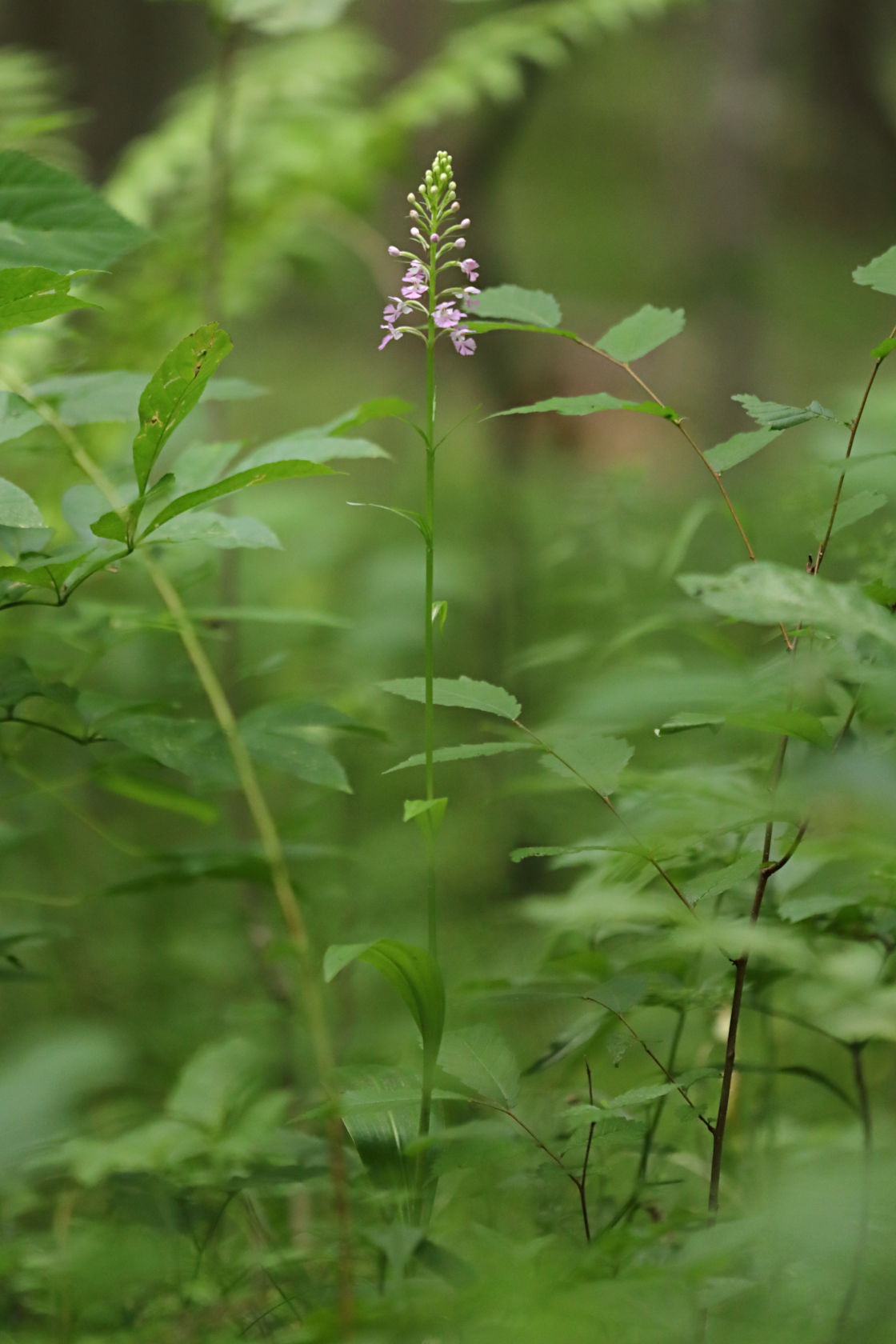 Small Purple Fringed Orchid