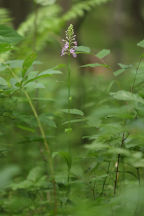 Platanthera psycodes