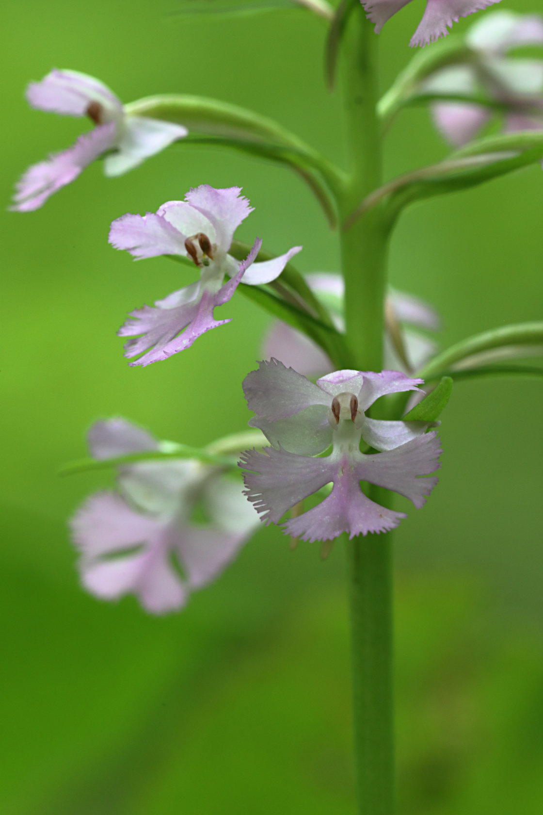 Small Purple Fringed Orchid