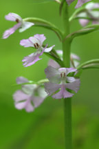 Small Purple Fringed Orchid