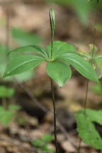 Isotria verticillata