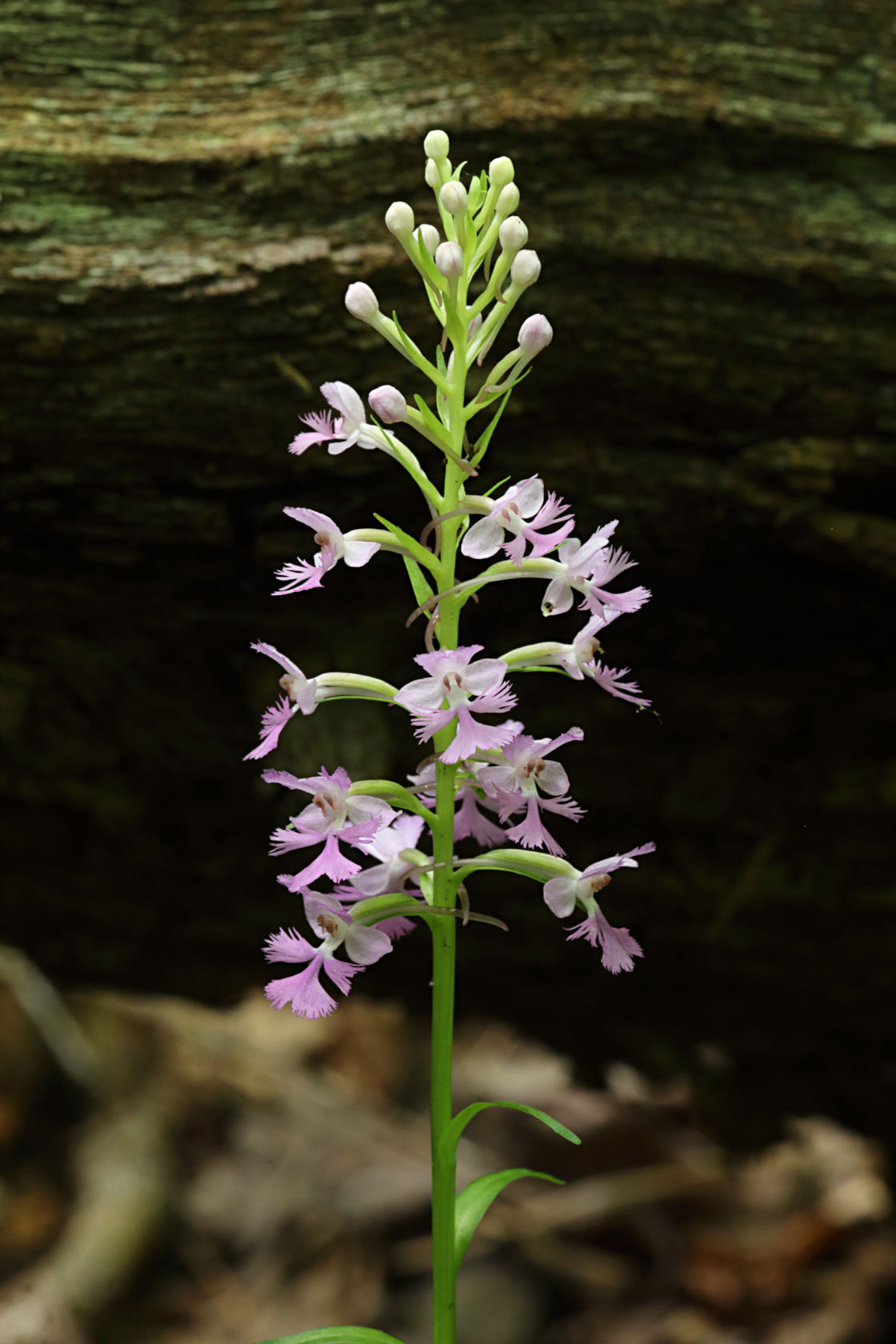 Andrew's Hybrid Fringed Orchid