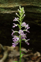 Platanthera andrewsii