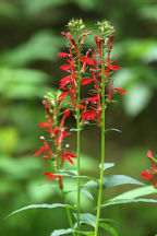 Cardinal Flower